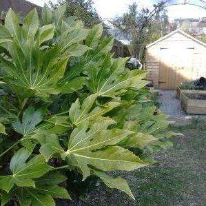 5 Japanese Aralia Seeds - Fatsia japonica Shrub Seeds - Unlimited combining of Seeds