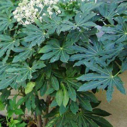 5 Japanese Aralia Seeds - Fatsia japonica Shrub Seeds - Unlimited combining of Seeds