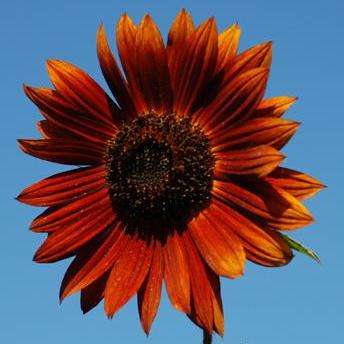 10 Autumn Beauty Sunflower Seeds - Helianthus annuus Seeds - Annual