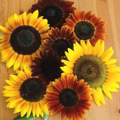 Autumn Beauty Sunflower Seeds - Helianthus annuus Seeds - Annual
