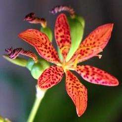Iris domestica Seeds - Blackberry lily, Leopard flower, Leopard lily Seeds - Perennial Bulb