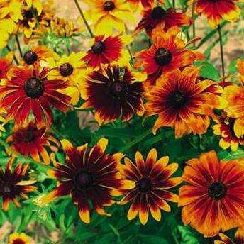 Rudbeckia 'Rustic Colors' Seeds - Rudbeckia hirta - Sow Spring - Annual Seeds