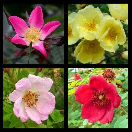 Rose Variety Seed Pack - 26 Seeds - Beautiful Collection! + Get Free Seeds - Rosa Species