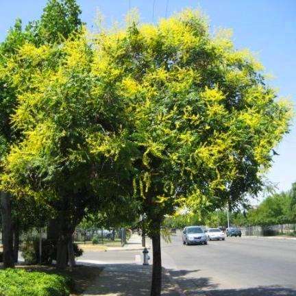 6 Goldenrain tree (Koelreuteria paniculata) Tree Seeds - Exotic Frost Hardy
