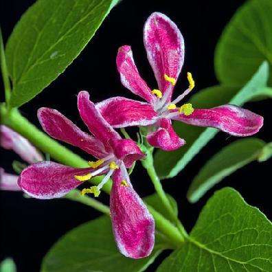 10 Tartarian Honeysuckle Seeds - Lonicera tartarica Shrub Seeds - Hedge Plant - Flat Ship Rate