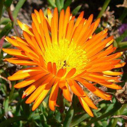 10 Lampranthus glaucoides Seeds - Indigenous South African Native Mesemb Succulent Seeds