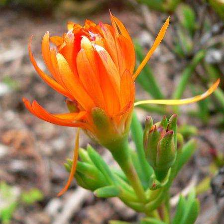 Lampranthus glaucoides Seeds - Indigenous South African Native Mesemb Succulent Seeds