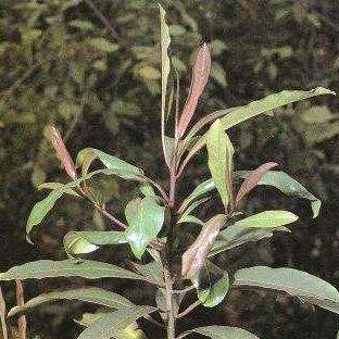 Cape Beech Tree Seeds ~ Rapanea melanophloeos Seeds - Indigenous Evergreen