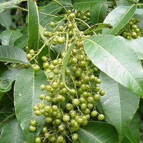 10 Red Currant Tree - Searsia chirindensis Seeds - Indigenous South African Tree Seeds from Africa