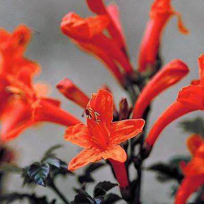 Cape Honeysuckle Seeds - Tecoma capensis Seeds - Indigenous Evergreen Shrub