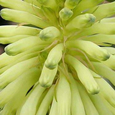 Yellow Veltheimia bracteata Seeds ~ Yellow Forest Lily - Indigenous Bulbs Seeds