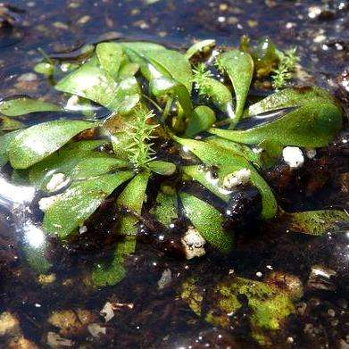 Carnivorous Corkscrew Plant - Genlisea hispidula - 5 Seed Pack - Indigenous