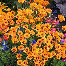 20 Ursinia anthemoides Seeds - African Daisy - Stunning Indigenous South African Annual