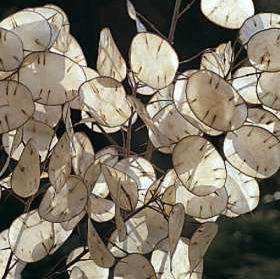 10 Lunaria annua Seeds - Honesty Plant, Money Plant - Sow Spring Autumn - Biennial Seeds