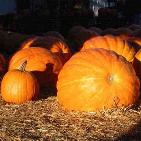 10 Dill's "Atlantic Giant" Pumpkin Seeds - Vegetables