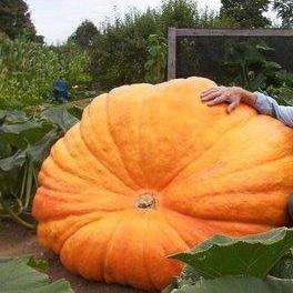 Dill's "Atlantic Giant" Pumpkin Seeds - Vegetables