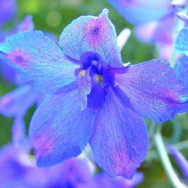 60 Delphinium grandiflorum Blue Butterfly Seeds - Sow Spring Autumn - Biennial Seeds