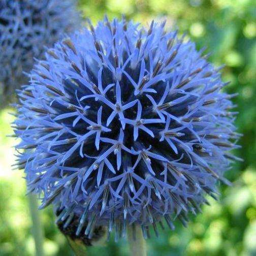 Echinops ritro Seeds - Globe Thistle Seeds - Fragrant Perennial