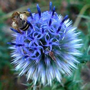 10 Echinops ritro Seeds - Globe Thistle Seeds - Perennial - Sow Autumn Spring