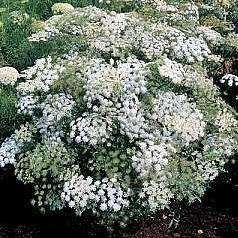 100 Ammi majus Seeds - Queen Anne's Lace - Sow Spring Summer - Annual