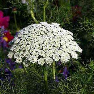 Ammi majus Seeds - Queen Anne's Lace - Sow Spring Summer - Annual