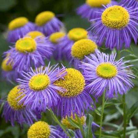 20 Erigeron speciosus Seeds - Aspen Fleabane - Sow Spring Summer - Annual Seeds