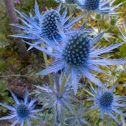 20 Eryngium planum Seeds - Sea Holly Seeds - Exotic Perennial