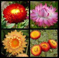 Everlastings, Strawflower Seeds - Helichrysum bracteatum - Sow Spring Summer - Annual Seeds