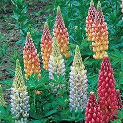 40 Lupin Russell Choice Mixed Seeds - Sow Autumn Winter - Perennial Seeds