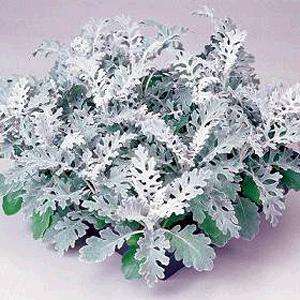 Senecio cineraria Silverdust Seeds - Sow All Year - Perennial Seeds