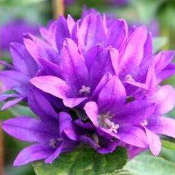 Campanula glomerata Seeds - Bellflower Superba or Clustered Bellflower - Sow All Year - Annual