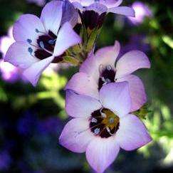 Gilia tricolor Seeds - Bird's Eye - Sow All Year - Annual