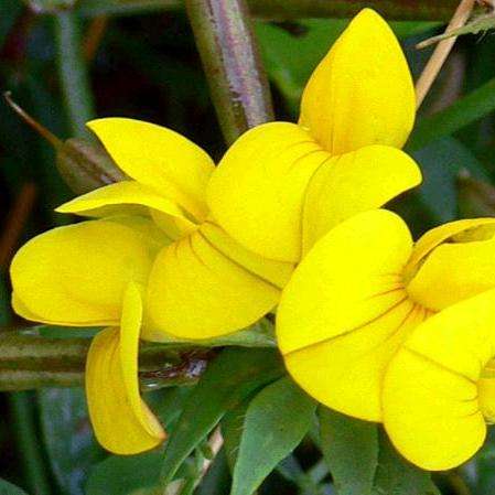 Lotus corniculatus Seeds ~ Bird's-foot Trefoil - Perennial Seeds