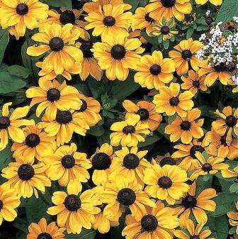 Rudbeckia 'Black Eyed Susan' Seeds - Rudbeckia hirta - Sow Spring - Perennial Seeds