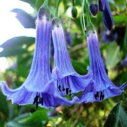 Iochroma australe Seeds - Mini Angel's Trumpet Seeds
