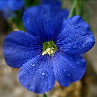 50 Linum perenne Seeds - Blue Flax - Sow All Year - Perennial Seeds
