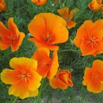 Eschscholzia californica Seeds - Orange California Poppy - Perennial Seeds - Sow All Year