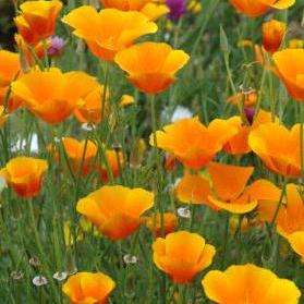 125 Eschscholzia californica Seeds - Orange California Poppy - Perennial Seeds - Sow All Year