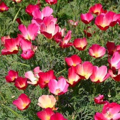 Eschscholzia californica Seeds - Carmine California Poppy - Perennial Seeds - Sow All Year