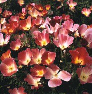 Eschscholzia californica Seeds - Carmine California Poppy - Perennial Seeds - Sow All Year