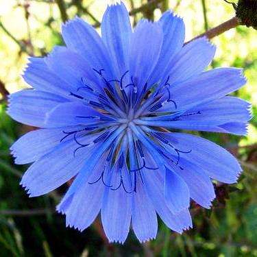 Cichorium intybus Seeds - Chicory - Sow Spring or Autumn - Perennial Seeds