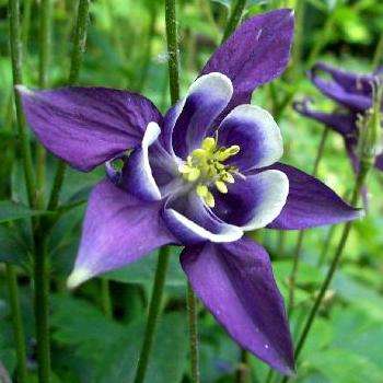 Aquilegia vulgaris Seeds ~ Dwarf Columbine or Granny's Nightcap Seeds - Perennial Seeds