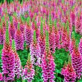 200 Digitalis purpurea Seeds - Foxglove - Sow Spring Summer Autumn - Biennial Seeds