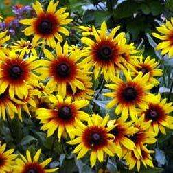5 Rudbeckia hirta Gloriosa Daisy Sunset Seeds - Sow Spring Summer - Annual Seeds