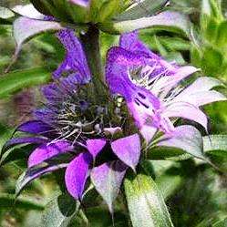 1000 Monarda citriodora Seeds - Lemon Mint, Lemon Bergamot, Lemon Beebalm - Bulk Hardy Annual Herb