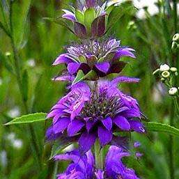 10 Monarda citriodora Seeds - Lemon Mint, Lemon Bergamot, Lemon Beebalm - Hardy Annual Herb