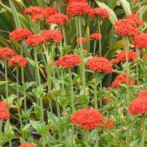 Lychnis chalcedonica Seeds ~ Maltese Cross, Jerusalem Cross, London Pride - Perennial Seeds