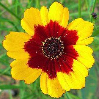 Coreopsis tinctoria Seeds - Plains Coreopsis, Calliopsis, Golden Coreopsis - Sow Spring - Annual