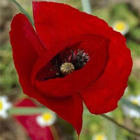 Papaver rhoeas Seeds - Red Corn Poppy - Annual Seeds - Sow Spring Autumn