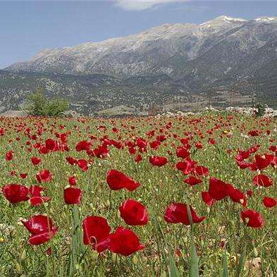 100 Papaver rhoeas Seeds - Red Corn Poppy - Annual Seeds - Sow Spring Autumn